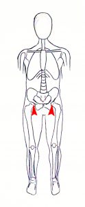 knee pain skeleton