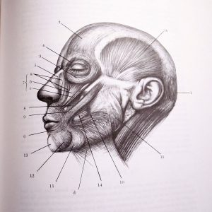 jaw massage anatomy