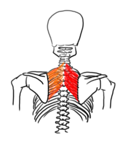 hanging rhomboids