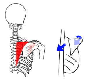 hanging trarezius pectoralis